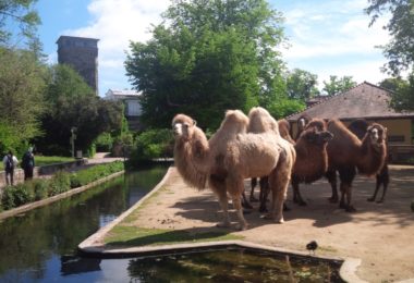 Zoo Frankfurt